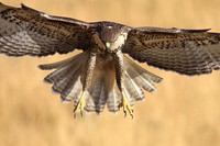 Red-tailed Hawk
