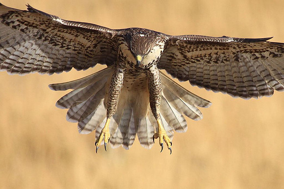 Red-tailed Hawk