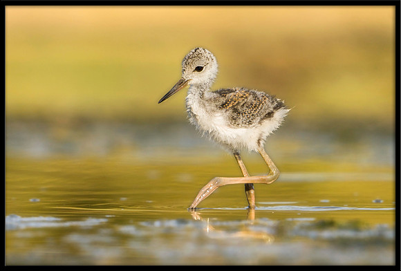 Black-necked Stilt chick