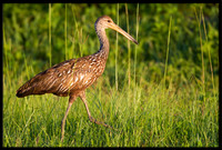 Limpkin