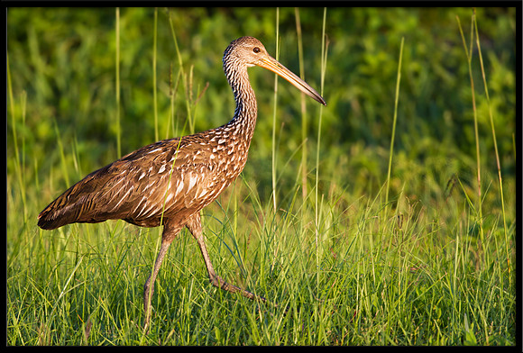 Limpkin