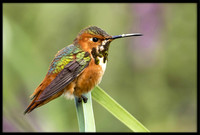 Rufous Hummingbird