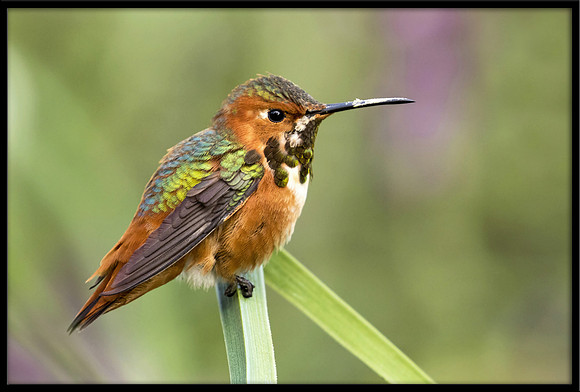 Rufous Hummingbird
