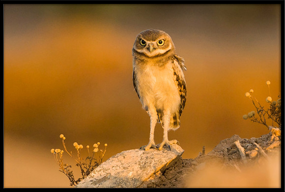 Burrowing Owlet