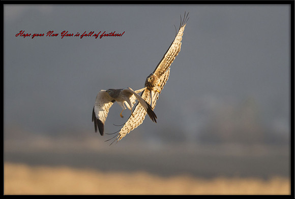 Northern Harrier couple