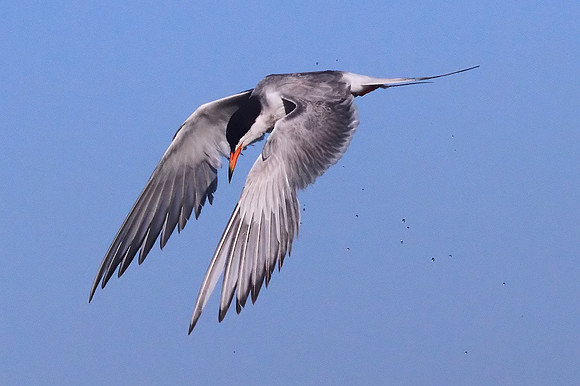 Forster's Tern diving for fish