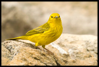 Yellow Warbler