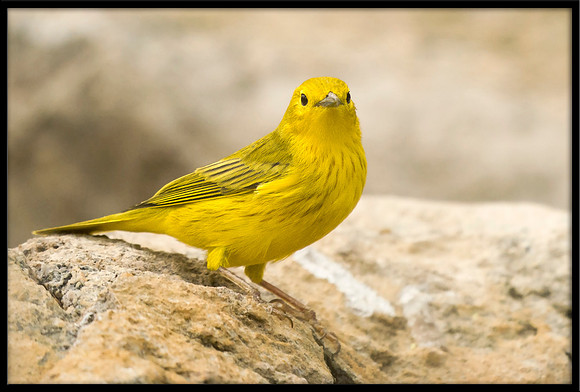 Yellow Warbler