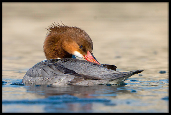 Common Merganser