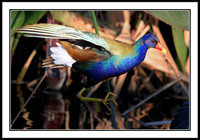 Purple Galinule