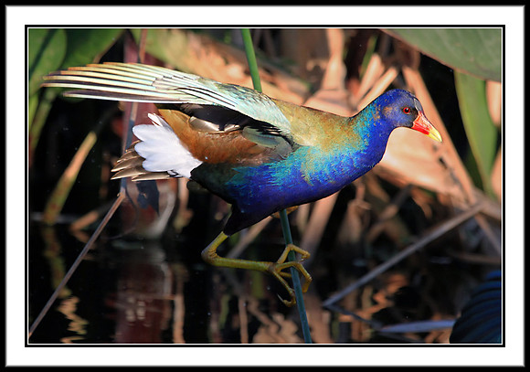 Purple Galinule