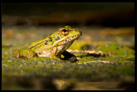 Rio Grande Leopard Frog