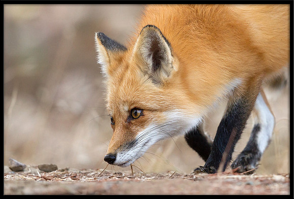 Red Fox
