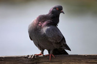 Rock Pigeon