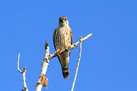 Merlins