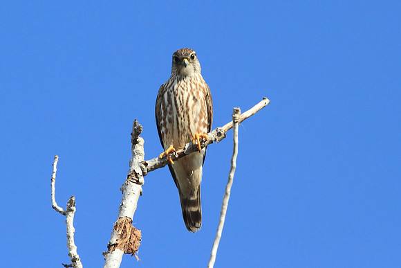 Merlin