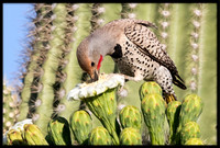 Gilded Flickers