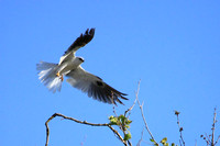 White-tailed Kite takes off