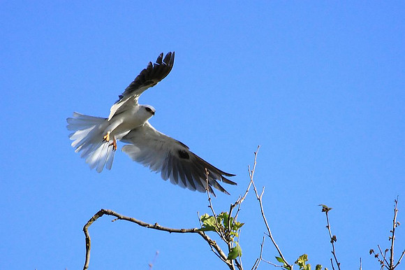 White-tailed Kite takes off