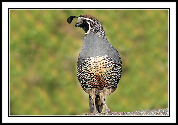 California Quail