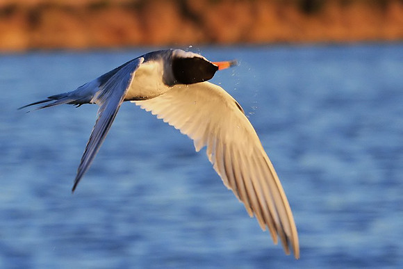 Tern Twist