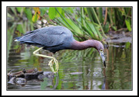 Little Blue Heron