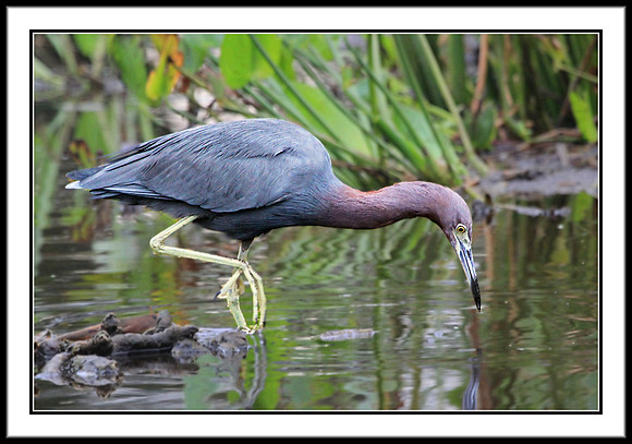 Little Blue Heron