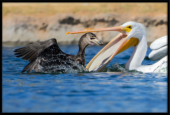 Pelican and Cormorant Fight Over Fish