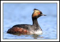 Eared Grebe