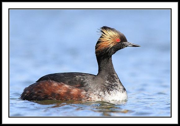 Eared Grebe