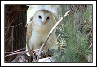 Barn Owl