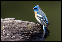 Lazuli Bunting