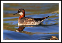 Red-necked Phalarope