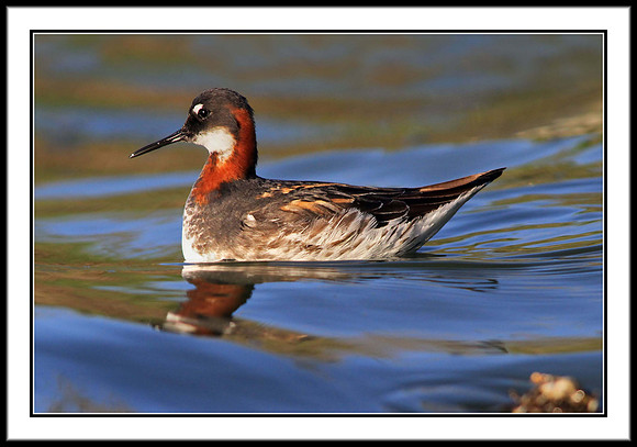 Red-necked Phalarope