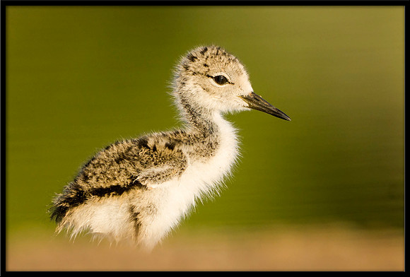 Black-necked Stilt chick