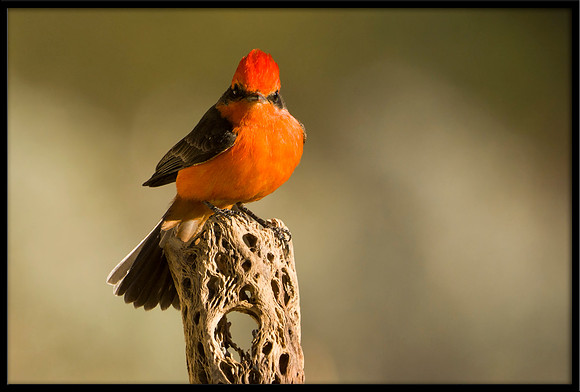 Vermilion Flycatcher