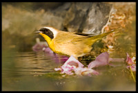Common Yellowthroat