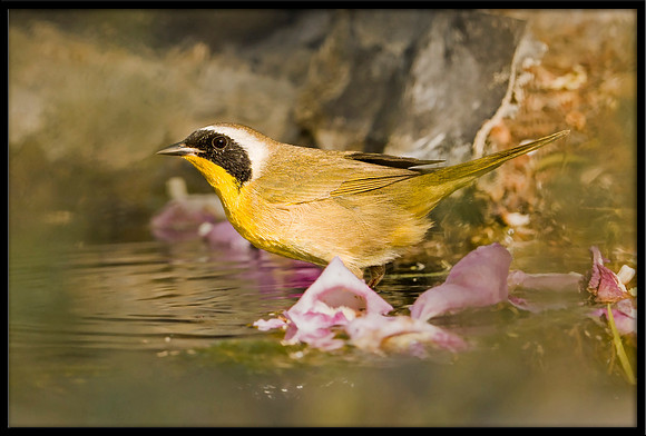 Common Yellowthroat