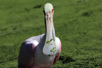Roseate Spoonbill