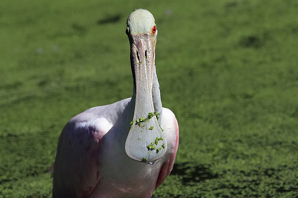 Roseate Spoonbill
