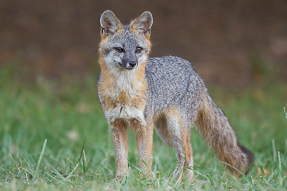Grey Fox