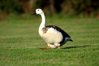 Misc Other Geese