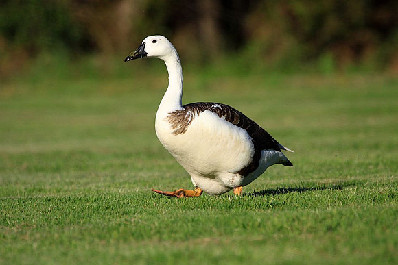 Goose