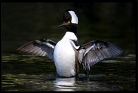 Hooded Merganser