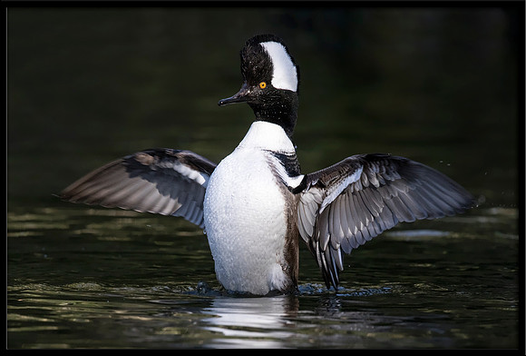 Hooded Merganser