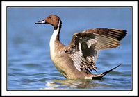 Northern Pintail