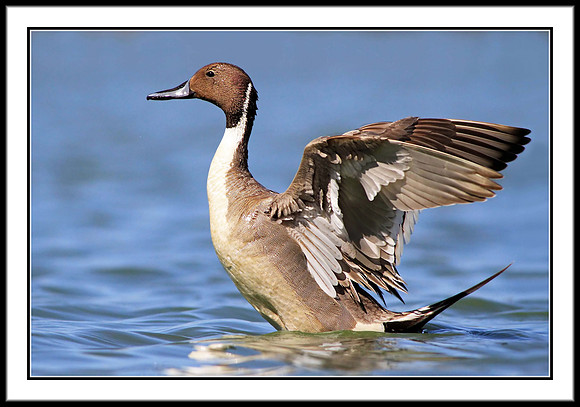 Northern Pintail