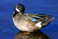 Blue-winged Teal