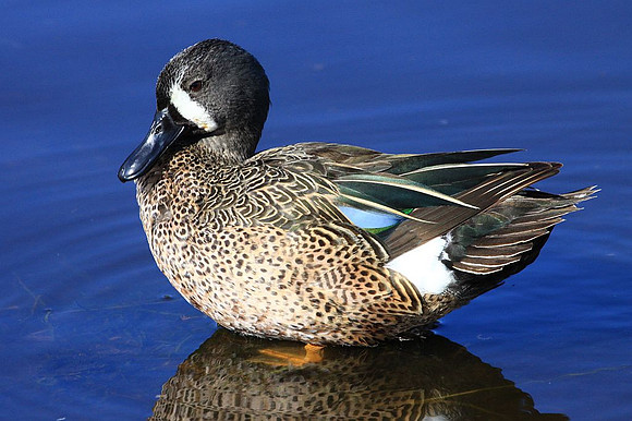Blue-winged Teal
