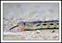 Snake